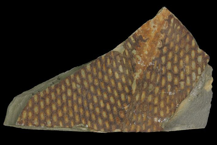 Ordovician Graptolite (Araneograptus) Plate - Morocco #116743